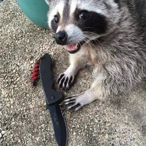 NZZYVVAAKS_by_stikeri_stikeri_bot 26