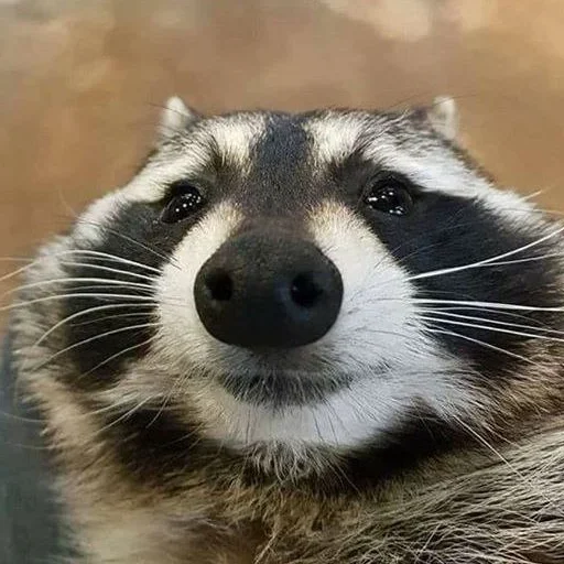 NZZYVVAAKS_by_stikeri_stikeri_bot 29