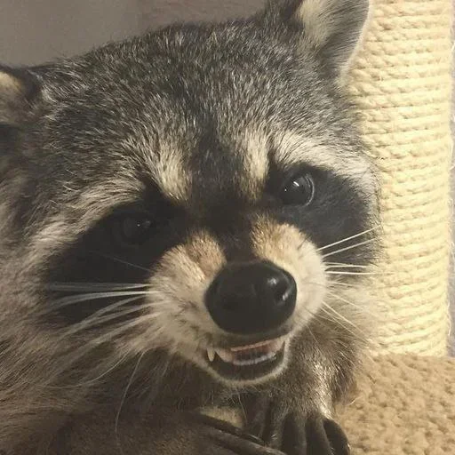 NZZYVVAAKS_by_stikeri_stikeri_bot 31