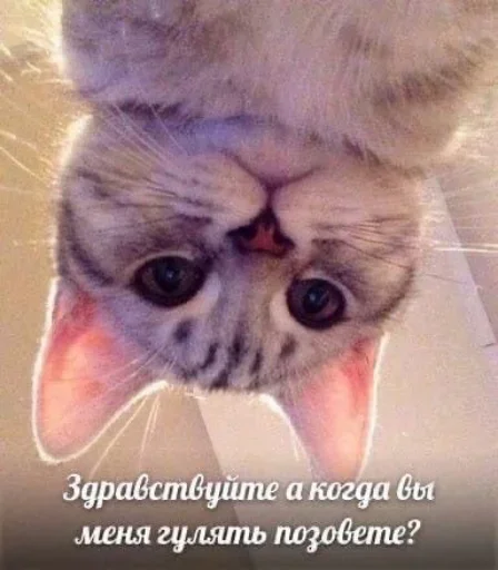 QQZMSWDPGB_by_stikeri_stikeri_bot 13