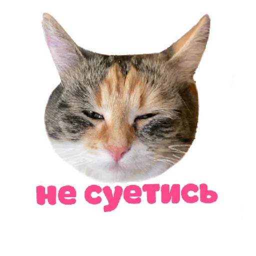 RZSVUDLBGD_by_stikeri_stikeri_bot 12
