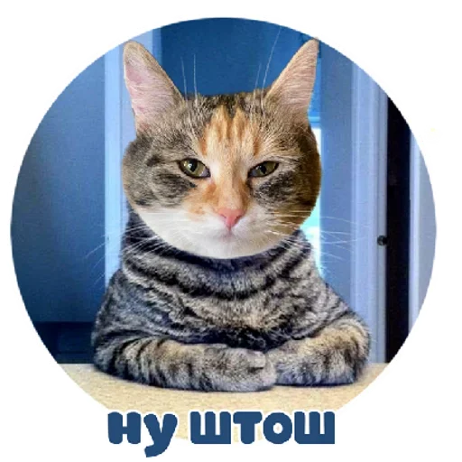 RZSVUDLBGD_by_stikeri_stikeri_bot 13