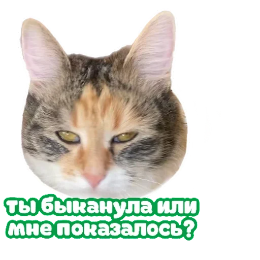 RZSVUDLBGD_by_stikeri_stikeri_bot 21