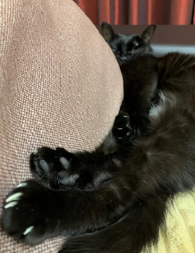 SonyaZolotoiGlazik 8