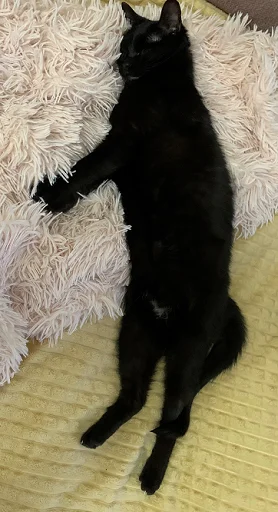 SonyaZolotoiGlazik 10