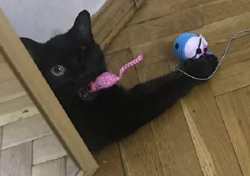 SonyaZolotoiGlazik 11