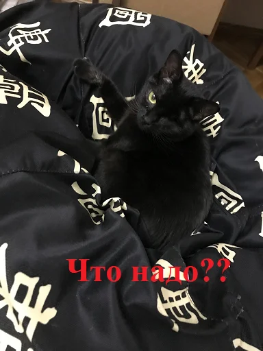 SonyaZolotoiGlazik 12