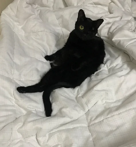 SonyaZolotoiGlazik 16