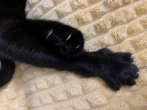 SonyaZolotoiGlazik 23