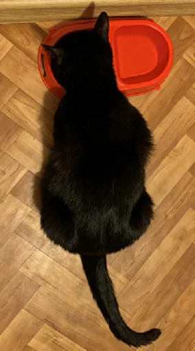 SonyaZolotoiGlazik 27