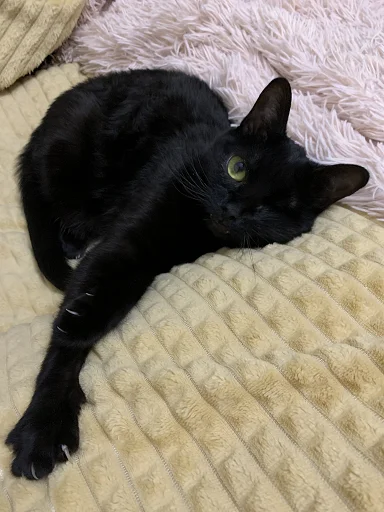 SonyaZolotoiGlazik 30