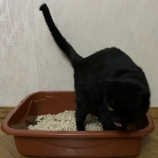 SonyaZolotoiGlazik 31