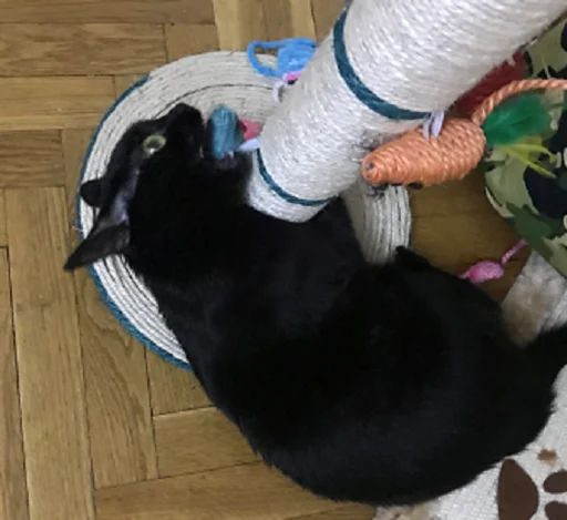 SonyaZolotoiGlazik 34