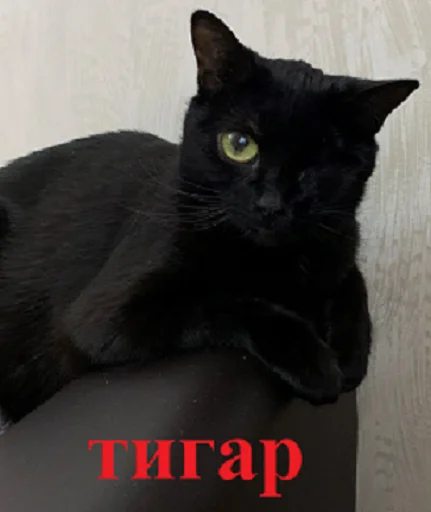 SonyaZolotoiGlazik 35