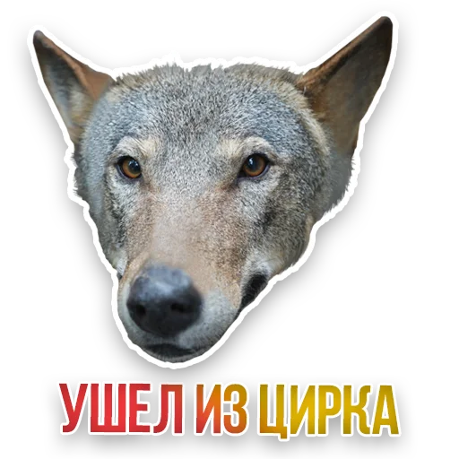 WildAnimals_KGH_Moscow 9