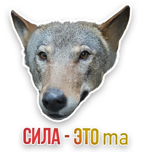 WildAnimals_KGH_Moscow 10