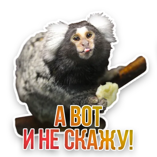 WildAnimals_KGH_Moscow 17