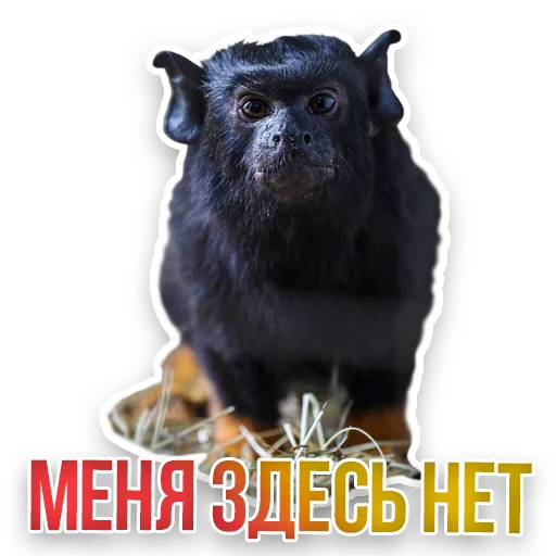 WildAnimals_KGH_Moscow 24