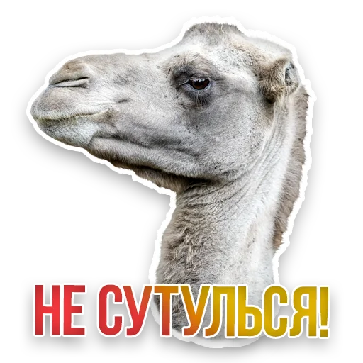 WildAnimals_KGH_Moscow 28