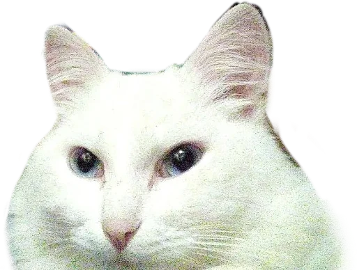 aristokratcat 1