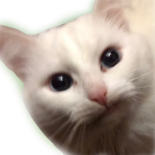 aristokratcat 2