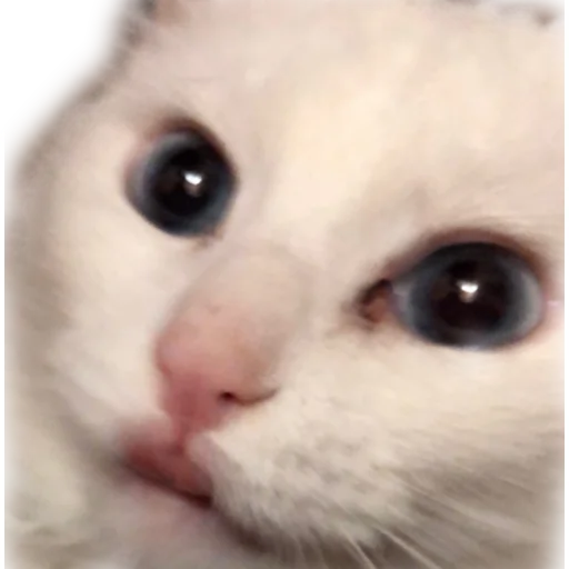 aristokratcat 3