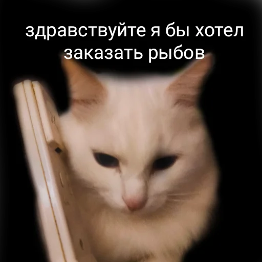 aristokratcat 23