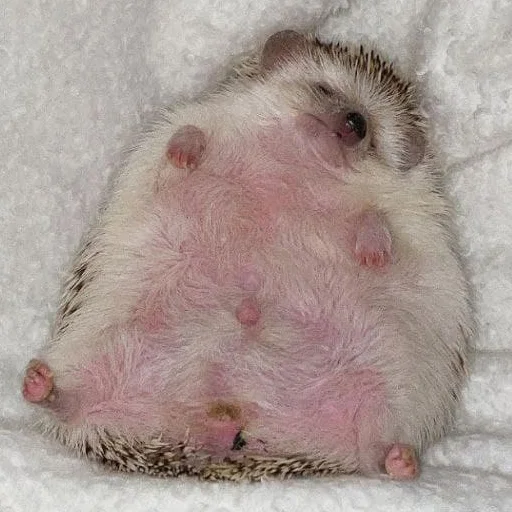 babyhedgehogs 2