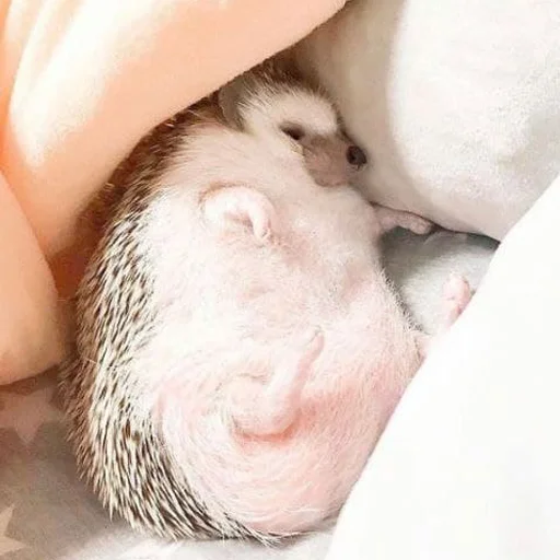 babyhedgehogs 6