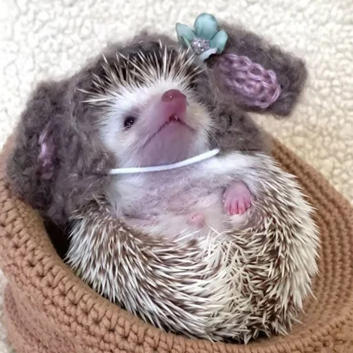babyhedgehogs 9