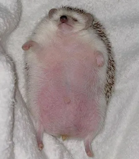 babyhedgehogs 10