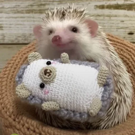 babyhedgehogs 12