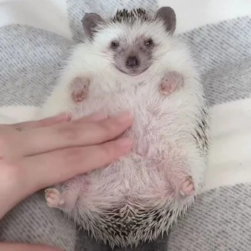 babyhedgehogs 17
