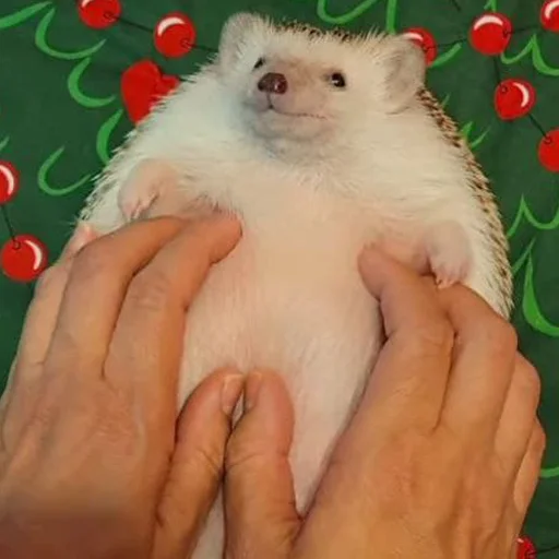 babyhedgehogs 18