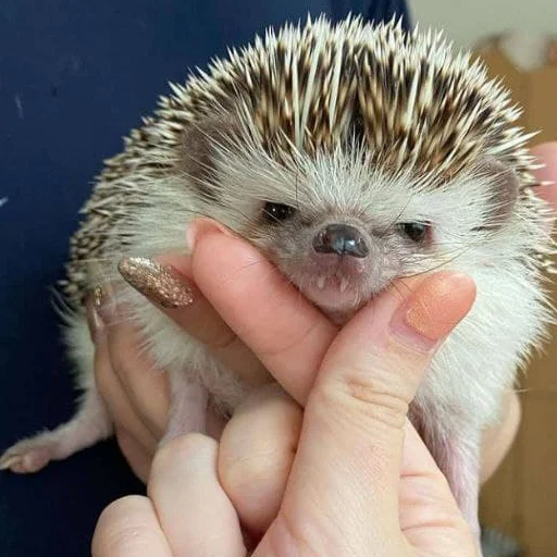 babyhedgehogs 20