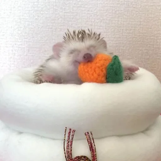 babyhedgehogs 21