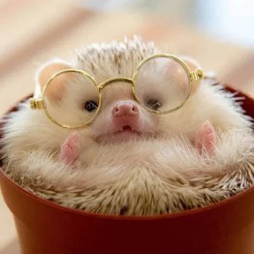 babyhedgehogs 25