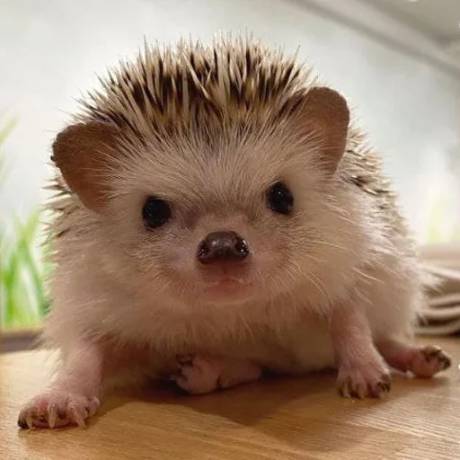 babyhedgehogs 33