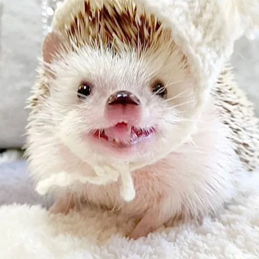 babyhedgehogs 34