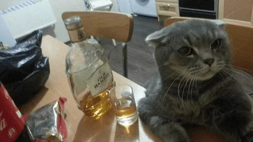 brokencats2 7