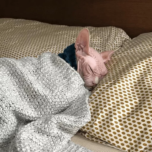 brokencats2 8