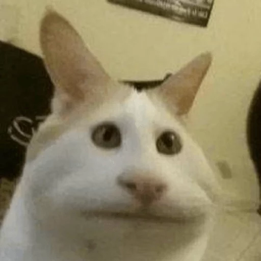 brokencats2 9