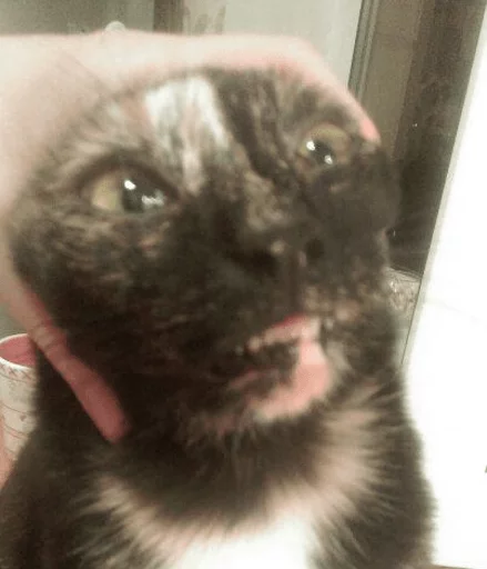 brokencats2 10