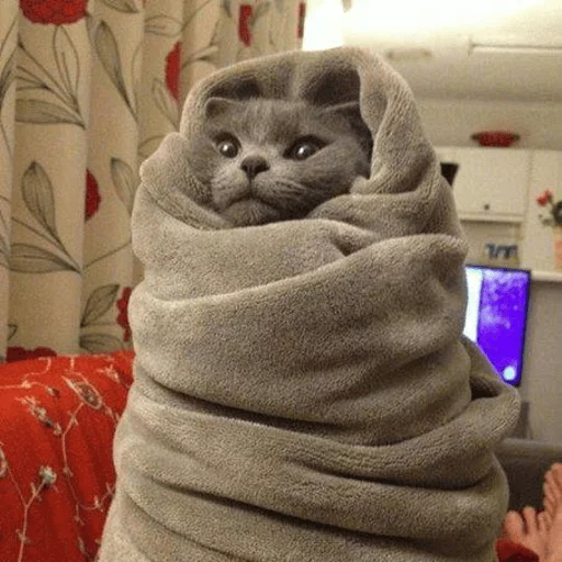 brokencats2 12