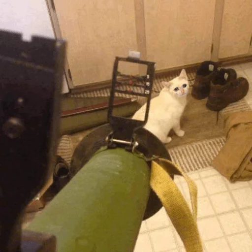 brokencats2 13