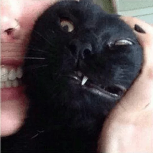 brokencats2 14