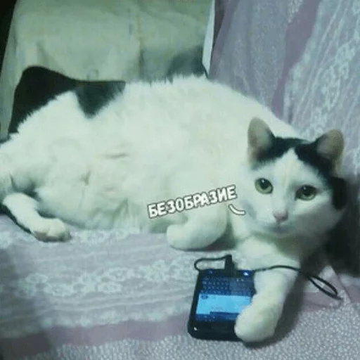 brokencats2 15