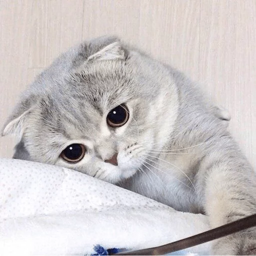 brokencats2 17