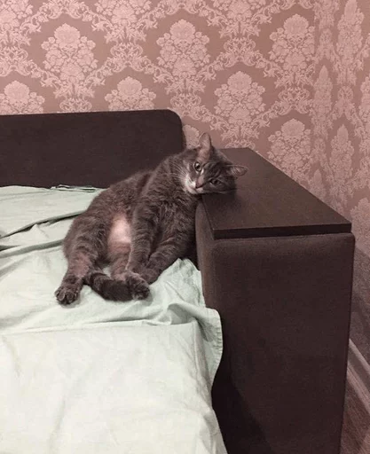 brokencats2 18