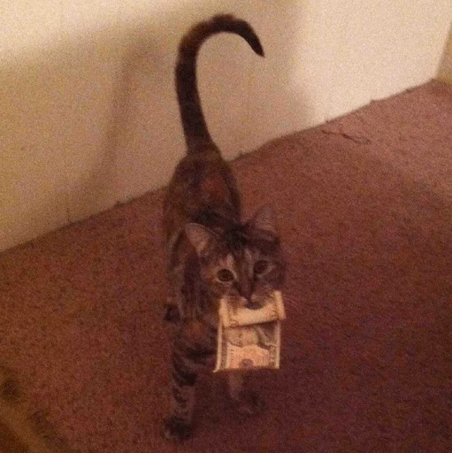 brokencats2 19